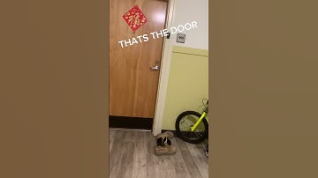first CapCut video #funnyshorts #helpmemakethismakesense #funyvideo #funnyshorts #shorts #veryfunny