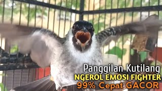 Suara Burung Kutilang Gacor ASLI Tanpa isian, Ampuh untuk Pikat Kutilang bikin kutilang Ribut gacor