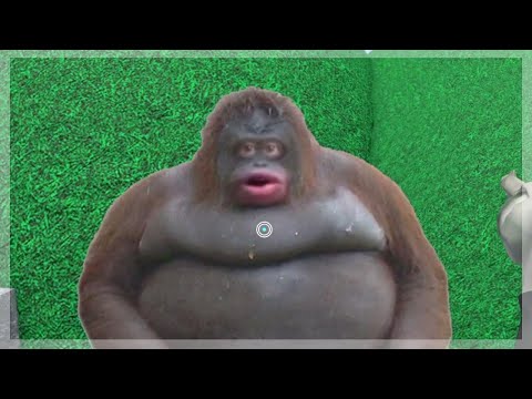 Monke - Monke