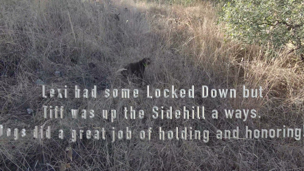 Mearns Quail Opener 2021 With Tiff