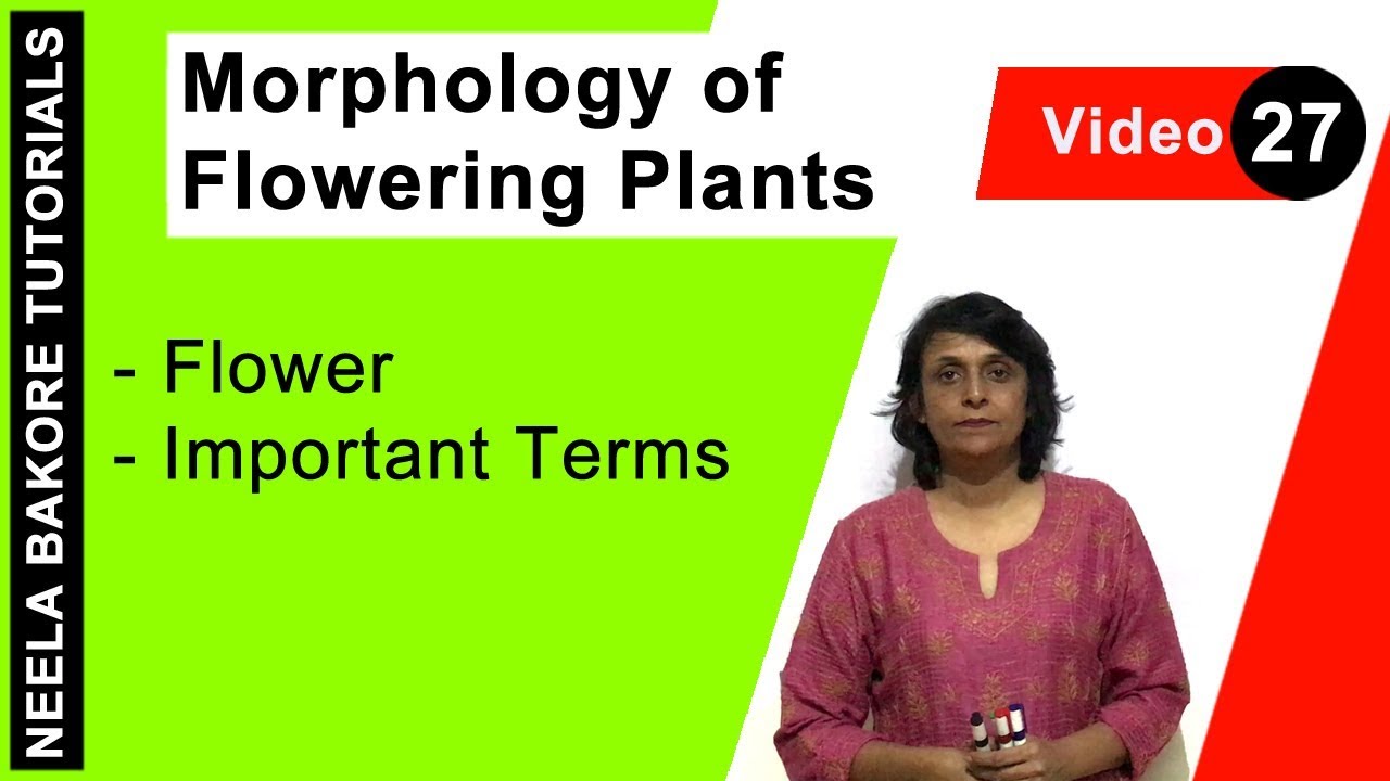 Morphology of Flowering Plants | NEET | Flower - Important Terms | Neela Bakore Tutorials