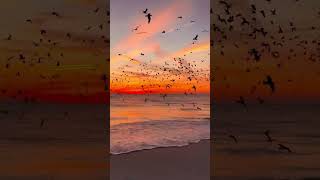 🌅Sunset skies,birds over the sea a blend of freedom and serenity.#sunset #scenicviews #nature #relax