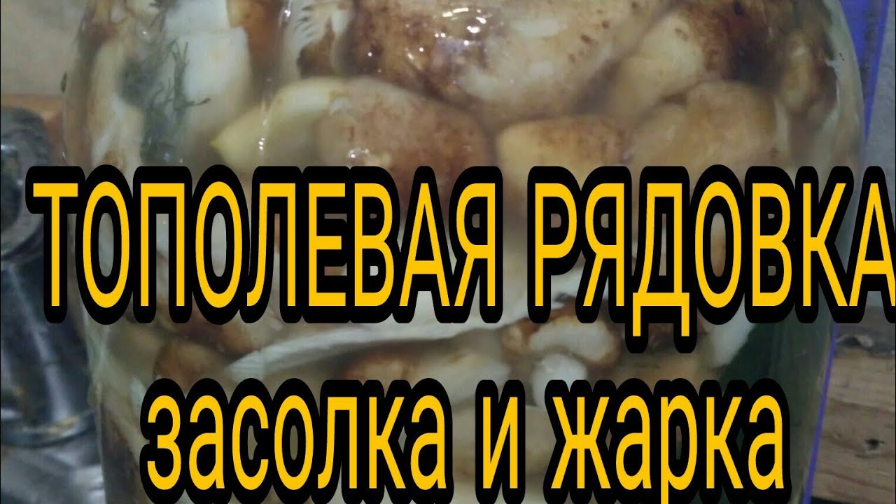 Рядовка Тополевая Фото Как Солить