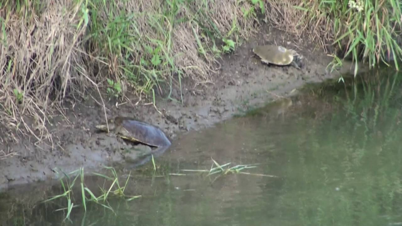 Turtles in Prairie Creek, Manhattan, Illinois
