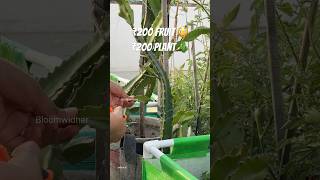 Dragon Fruit ₹200… Plant Bhi Utne Ka? 😳🌵 #gardening #youtubeshorts