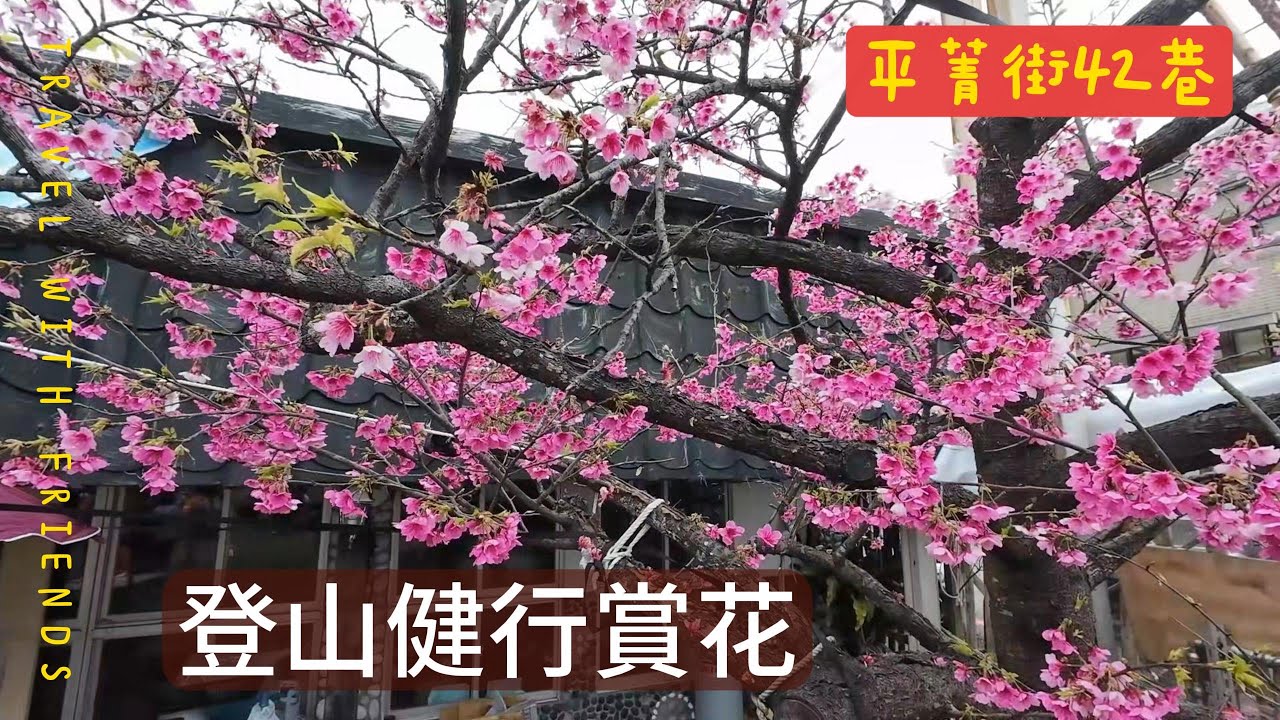 平菁街櫻花盛開中｜鵝尾山梯田也超美｜聖人瀑布拍攝已有申請許可