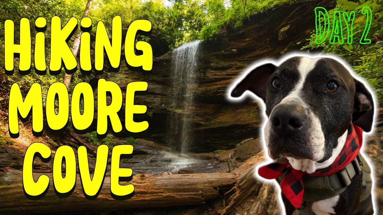 Dog Friendly Hiking: Moore Cove, Pisgah National Forest