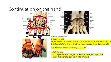Skeletal System PPT -  slide 12 14