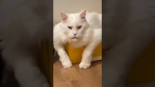 Very funny🤣 and cute🥰 moments with cats🐈 and dogs🐕.#shorts