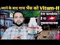 ब्याने के बाद गाय भैंस को Vitum-H Liquid देना फायदेमंद है या नुकसानदायक👉