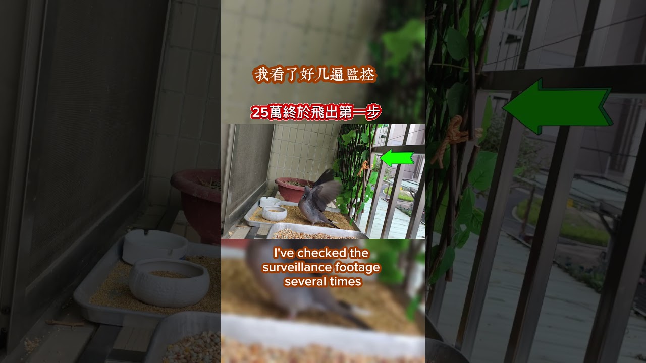 放飛25萬真的好難 牠可能哭了我也哭 縮圖