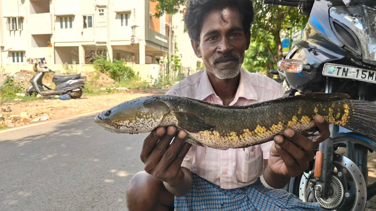Big size sneak Head fish catching 