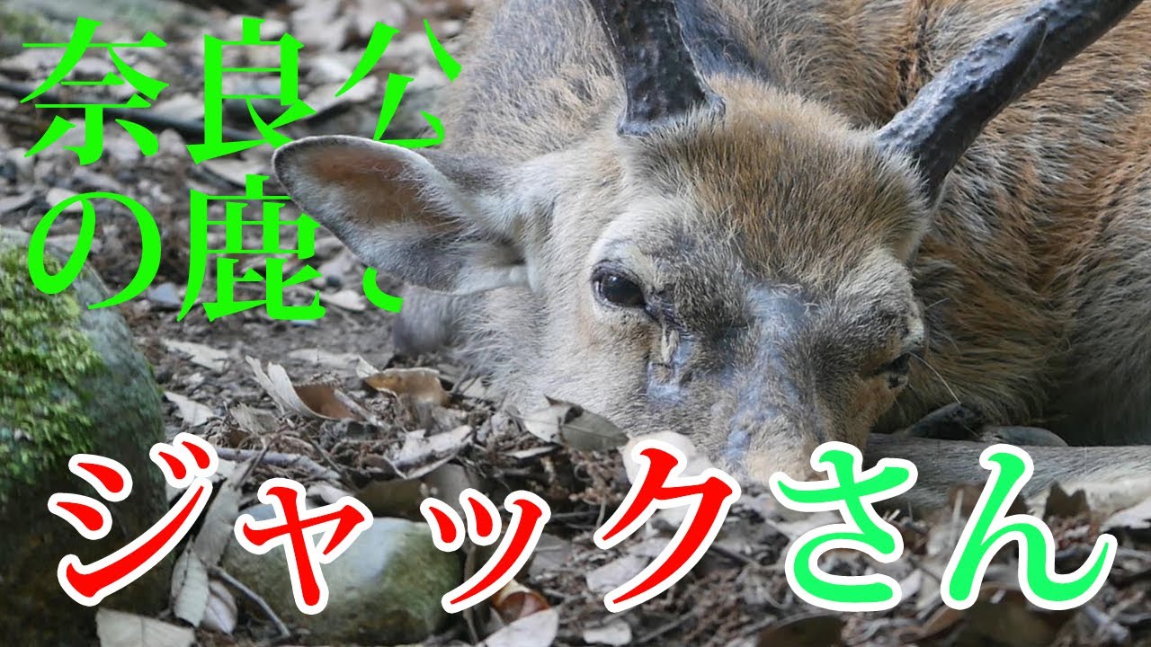奈良公園 鹿 有名な雄鹿ジャックさんの寝顔と若草山周辺のシカ達 - YouTube