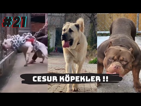 Video: Köpekler Gülebilir Mi?