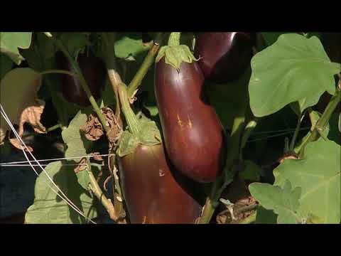 დაავადებული ბადრიჯანი ღია გრუტნზე