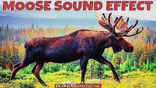 Moose Animal Sound Effect