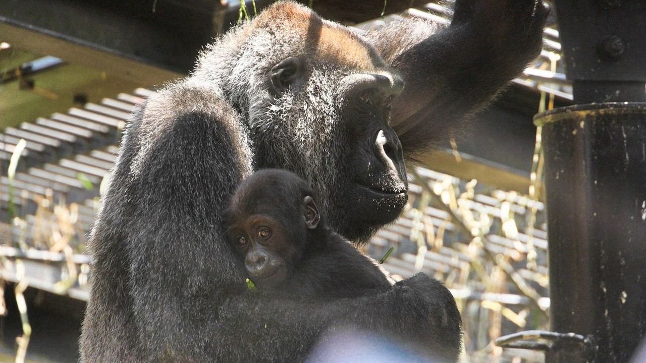 Special 2nd Floor Gorilla Viewing Experience | Kyoto City Zoo