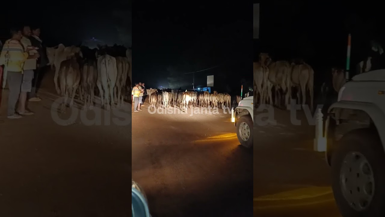 lllegal Cattle Smuggling Odisha chattisgarh border In Navrangpura Odisha : live videos brekingnews