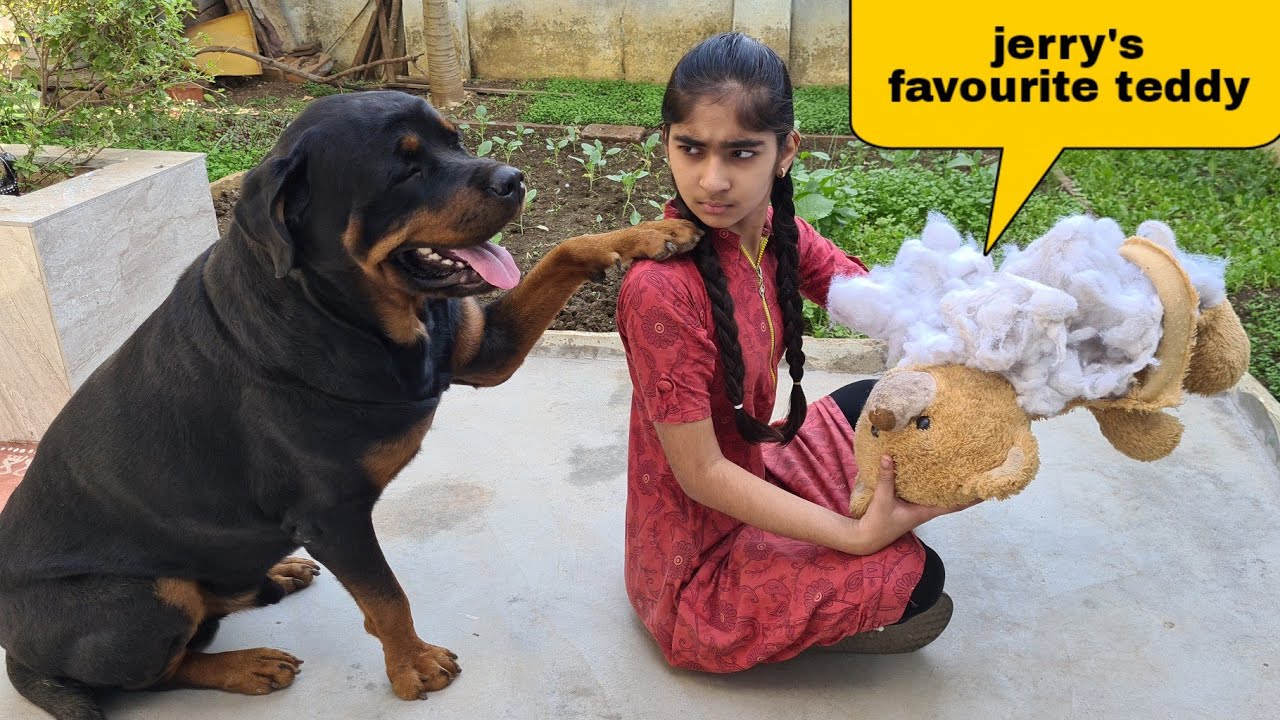 Download Anshu destroyed Jerry's favourite Teddy | cute dog video.