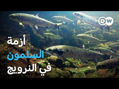 وثائقي هل يمكن إنقاذ سمك السلمون البري في النرويج وثائقية دي دبليو