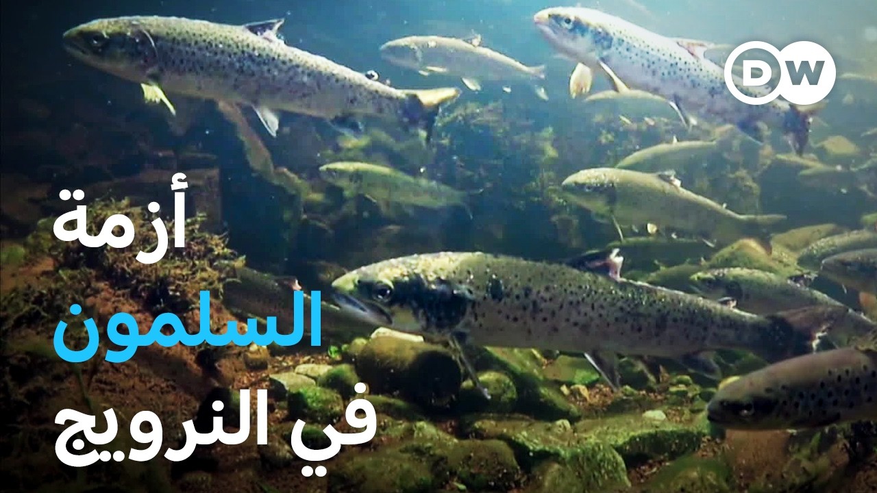 وثائقي | هل يمكن إنقاذ سمك السلمون البري في النرويج؟ | وثائقية دي دبليو