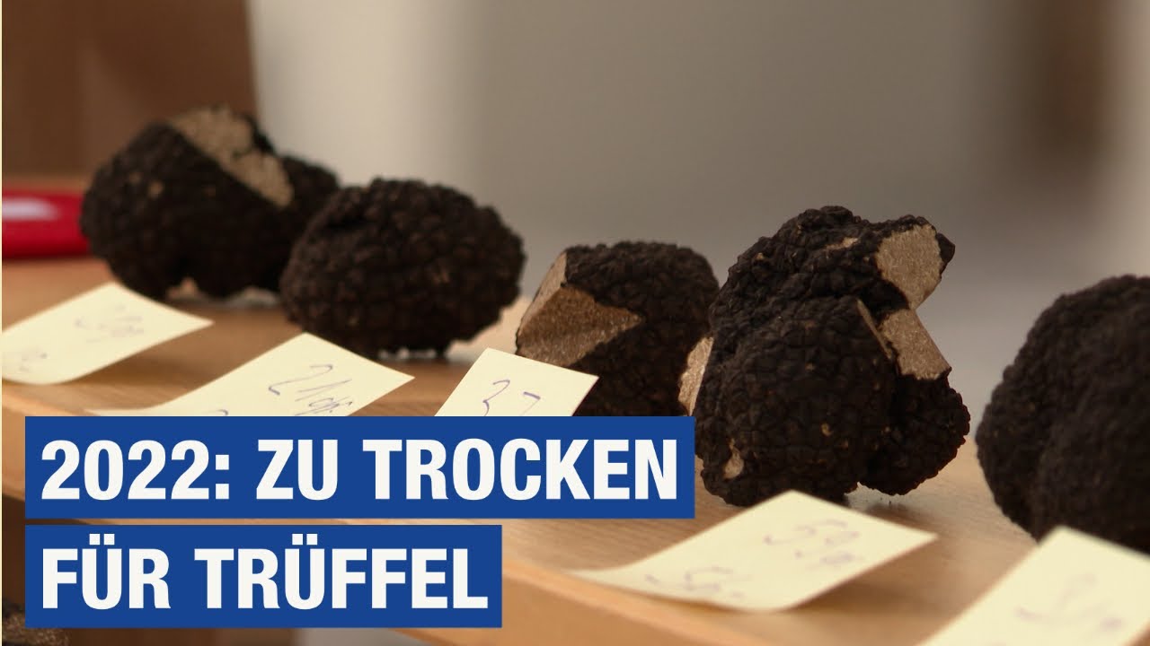 INFO: 2022: zu trocken für Trüffel / TeleBielingue