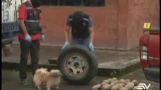 Perro Pequinés, Clave En Trabajo De Antinarcóticos En Puyo