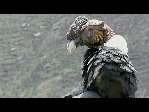 В какой стране мира больше всего видов птиц?