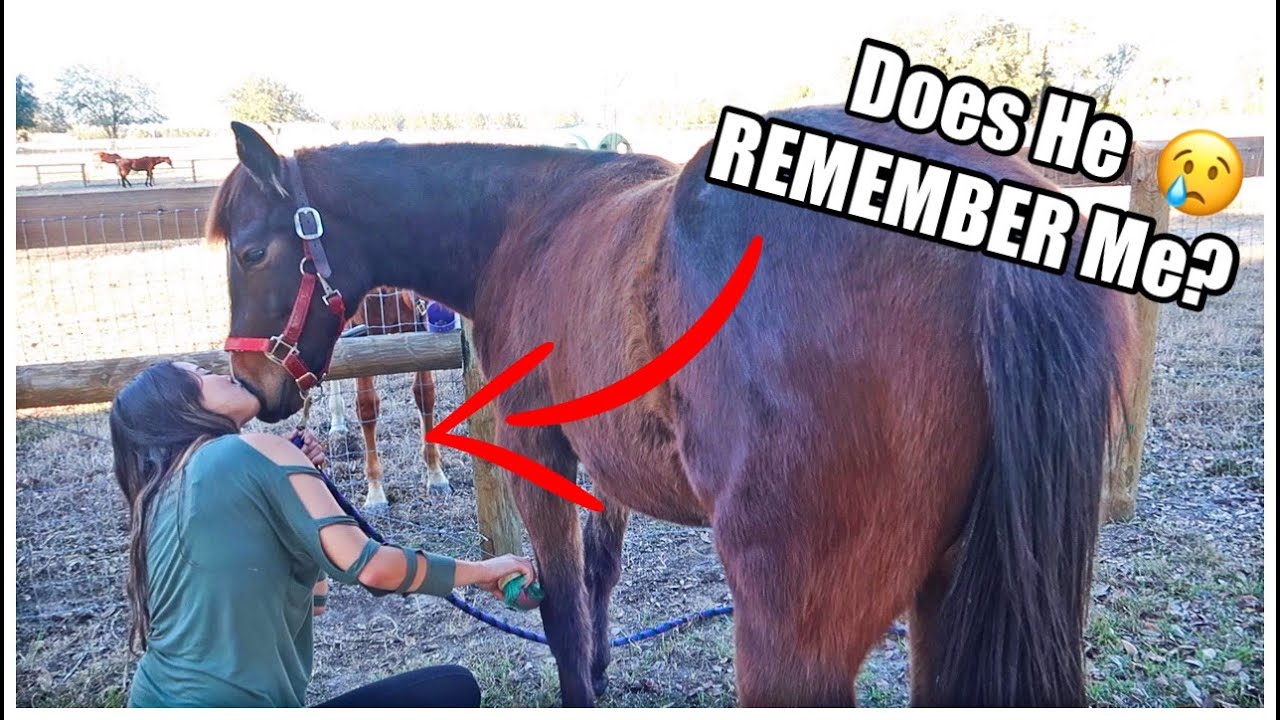 FINALLY SEEING MY HORSE After MONTHS APART! Journey's Journey Pt.11