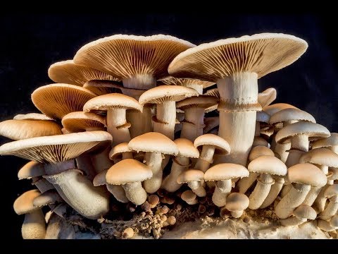 Eat Mushrooms For Better Erections | Health Benefits Of Mushrooms | Mushroom Nutritional Value