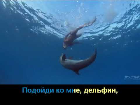 Илья Словесник - "Дельфины" со словами