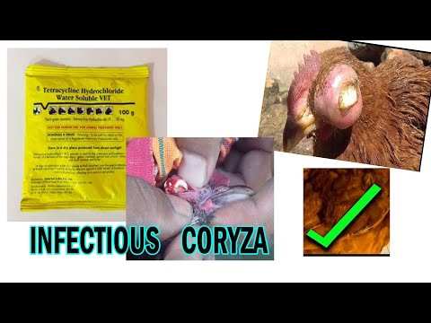 Coryza a Bacterial Disease || Treatment || Buhum Poultry Farming | Dist-Baksa | Naokata