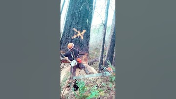The lumberjack’s moment of error #asmr #tree #satisfying #weather #oddlysatisfyingvideo #giant #fypシ