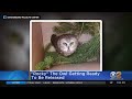 'Rocky' The Owl Getting Ready To Be Released