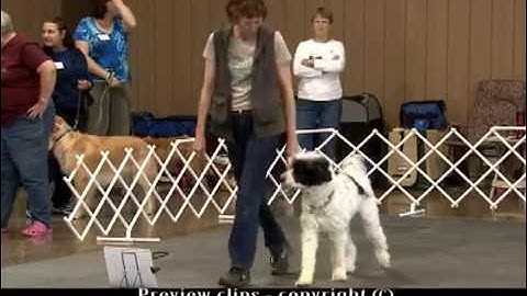 Rally Freestyle Elements: An Introduction to Rally-FrEe