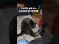 #CatShorts #CatsOfYouTube #LazyCat #CatLife #CatBehavior #Relatable #PetShorts #Shorts 🐾