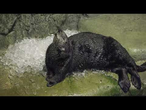 Sea Otter Jade
