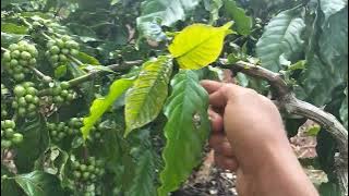 Remove the coffee leaves so they don't fall off