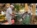 American Alligator Jumps Out! 😱 🤣