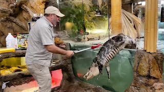 American Alligator Jumps Out! 😱 🤣