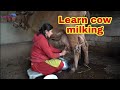 How to milk a cow or buffalo #cow_milking_by_hand