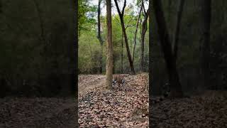 tiger captured in #kanhanationalpark#tiger#wildlife#viral#youtubeshorts#travel#nationalpark#trend