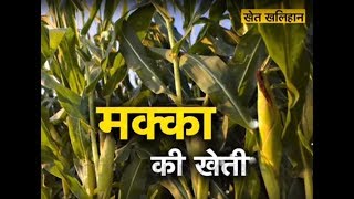 Khet Khalihaan  Maize Farming | Corn Agriculture