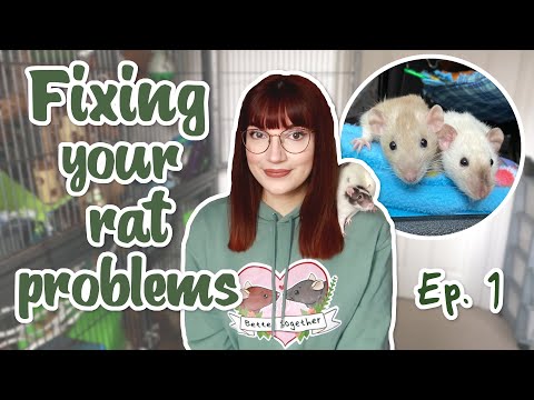 Fixing your rat problems: Cage chewing, ear wounds & more