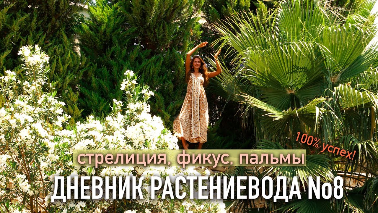 Как вырастить ОГРОМНЫЕ растения? 7 советов по уходу за крупными комнатными растениями |  Дневник No8