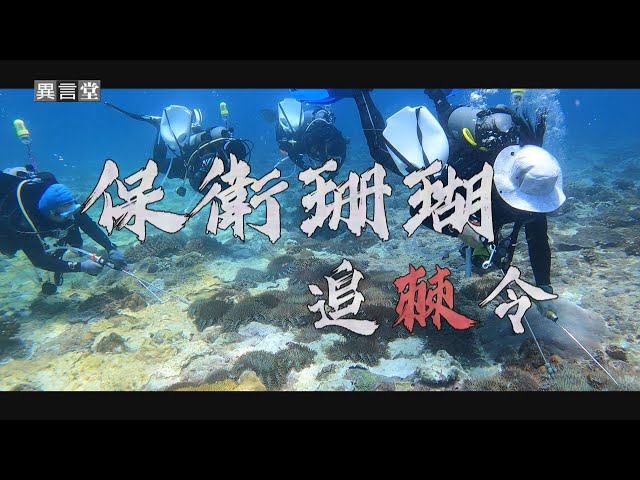 【民視異言堂｜保衛珊瑚 追「棘」令】珊瑚殺手棘冠海星 入侵澎湖 吞噬美景 人工合力夾除 和時間賽跑