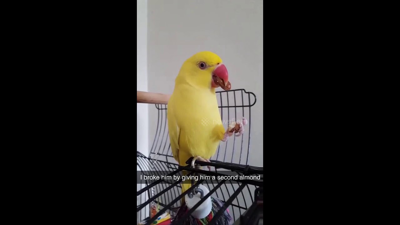 animal attacks reddit Bird.exe has stopped responding: parrot is utterly shook by second treat in New Zealand