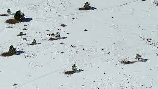 UAS Training for SAR with Canines at Lory State Park