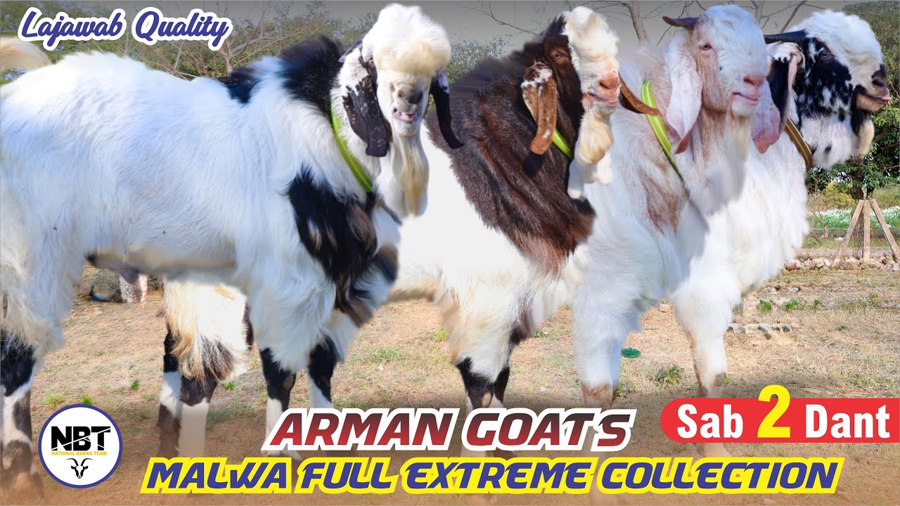 Malwa Full Extreme Collection At Arman Goat’s 
