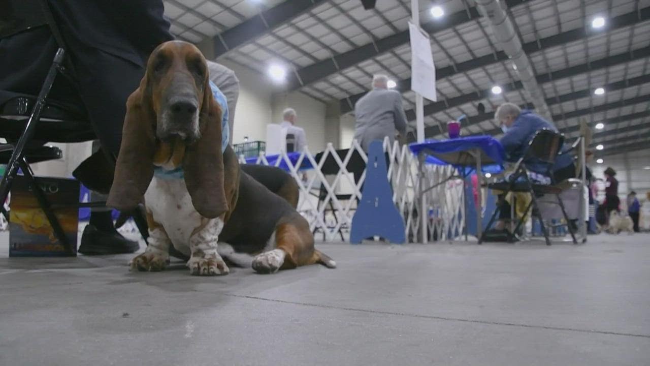 Inside look at River City Cluster of Dog Shows